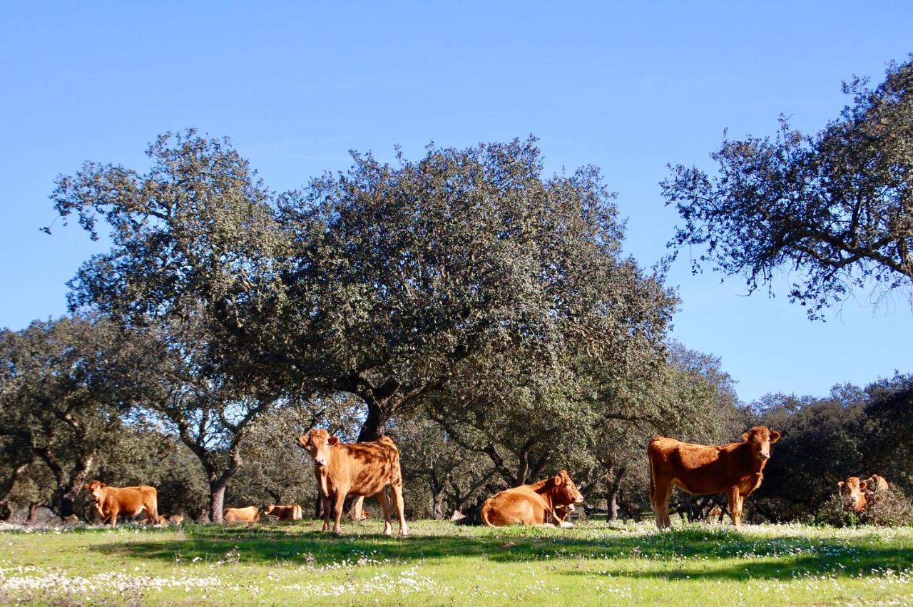 Herdade Da Burquilheira Family Retreat Alcacovas Экстерьер фото